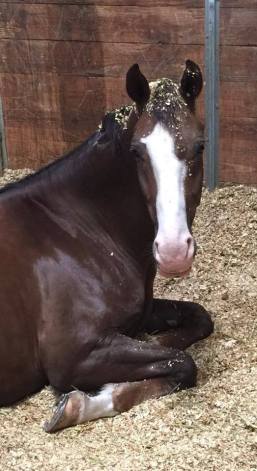 11082576_10153225244590972_6709382257340827082_n