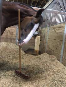 12924515_10154148925705972_5488386730997780054_n