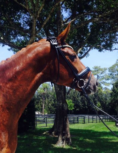 12991098_10154169268700972_2644196633670678281_n