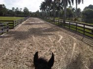 35 - Florida track and ears