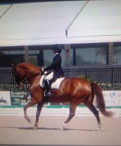 45 - Gem canter Florida from behind