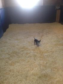 59 - Os in large stall