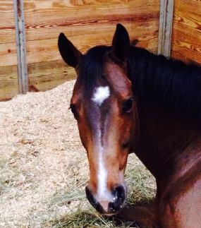 64 - Finley face in stall