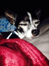 65 - Oswald on satin burgundy