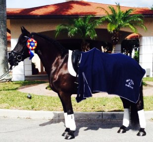 71 - Ebony in High Score ribbon and cooler (2)