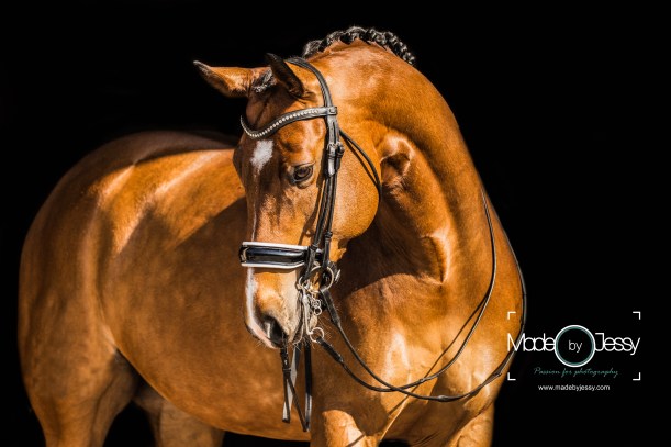 IMG_5831-bewerkt (1).jpg