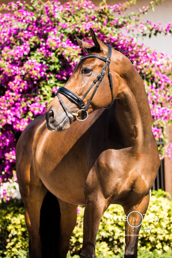 IMG_6139-bewerkt - Portrait.jpg