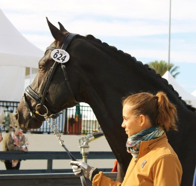 Naima and Sancerre before FEI jog - AGDF 2016