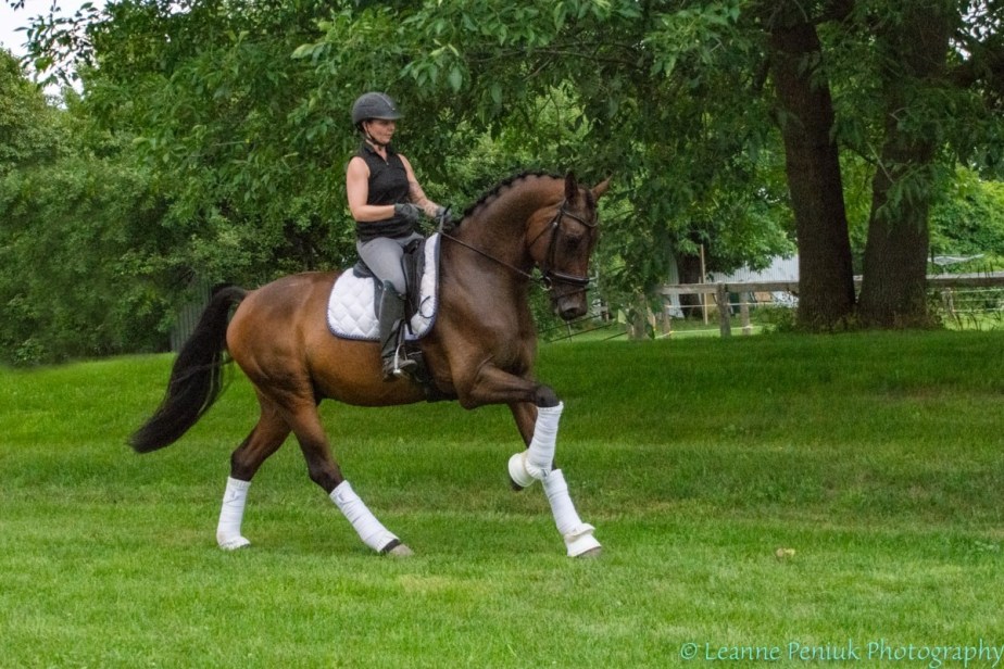Hendrix canter in field.jpg